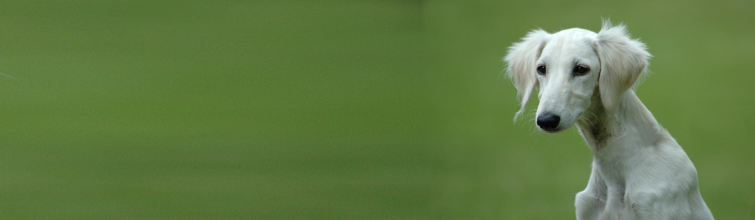 Giving Street Animals the Voice they don't have